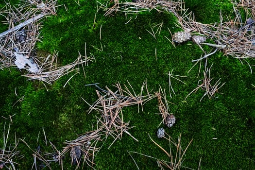 An image of green moss