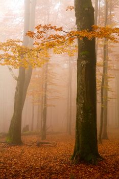 Animage of mist in autumn forest