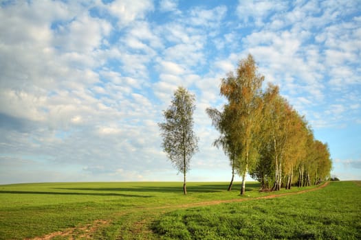 An image of a birches in the field