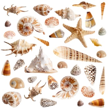 An image of  seashells on white background