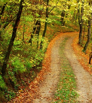 A old road in autumn forest