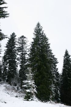An image of high firtrees in winter forest