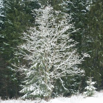 Stock photo: an image of nice winter forest