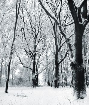 An image of cover of snow in a forest