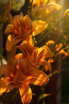 Beautiful tiger lily in the back light