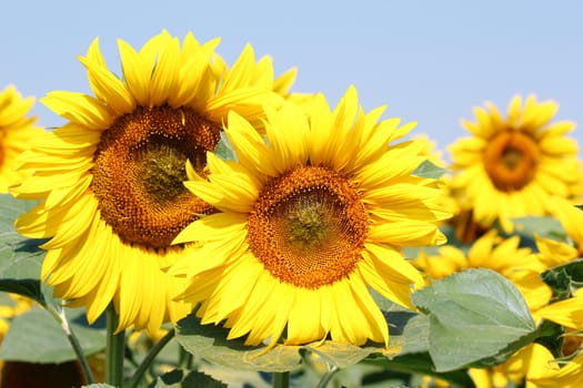 bright sunflowers field summer scene
