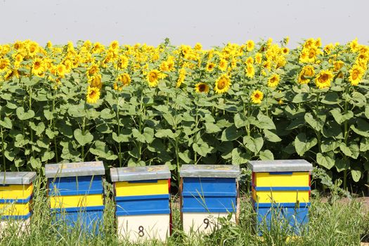 bee hive and sunflowers field