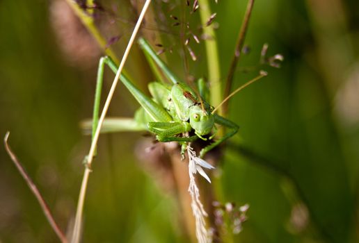 Green grashopper Tettigonia viridissima in its original environment