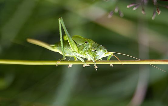 Green grashopper Tettigonia viridissima in its original environment
