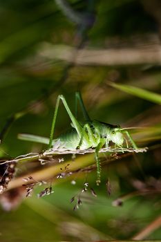 Green grashopper Tettigonia viridissima in its original environment