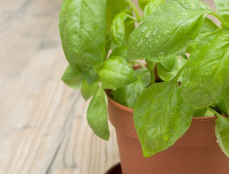 Fresh Green Basil in Pot on Aged Wooden Table