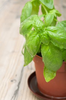Fresh Green Basil in Pot on Aged Wooden Table