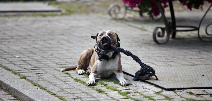 pit bull in the muzzle and on leash  close-up