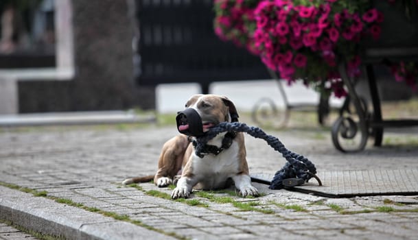 pit bull in the muzzle and on leash  close-up