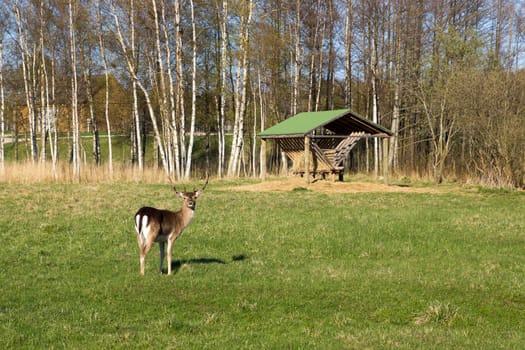 Young deer near animals feeder  in the park
