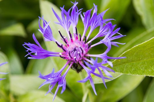 Spring flower Mountain Cornflower (Centaurea montana)