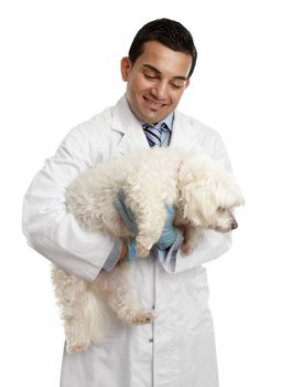 A male veterinarian carries a small dog in his arms.  White background.