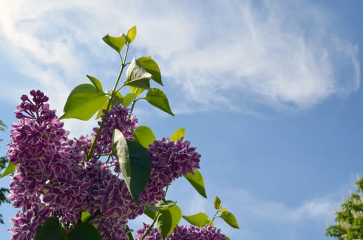 Blooming purple lilac tree bush and leaves on background of blue cloudy sky.