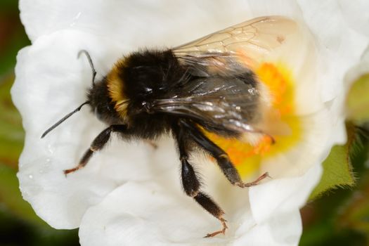 bumble bee on white flower