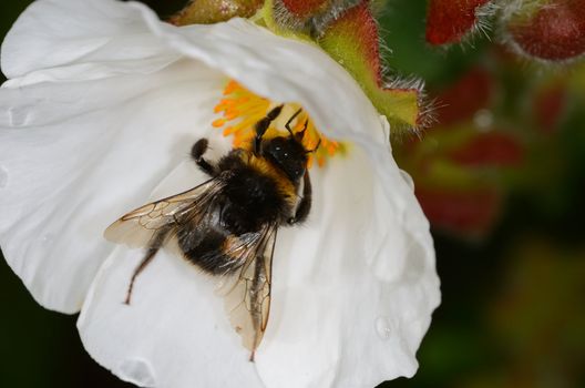close up of bee on white flower