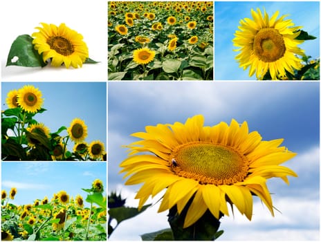 Bright sunflowers against the blue sky in summer day