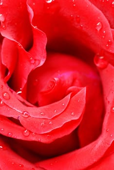 gorgeous blooming red rose flower closeup macro