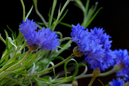 several beautiful blue cornflowers over black background