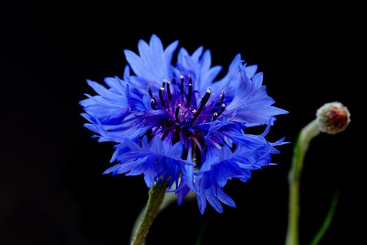 beautiful blooming blue cornflowers over black background