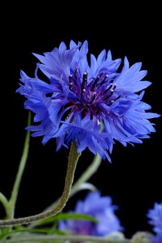 beautiful blooming blue cornflowers over black background