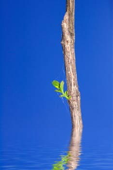 Dry branch with green leaves