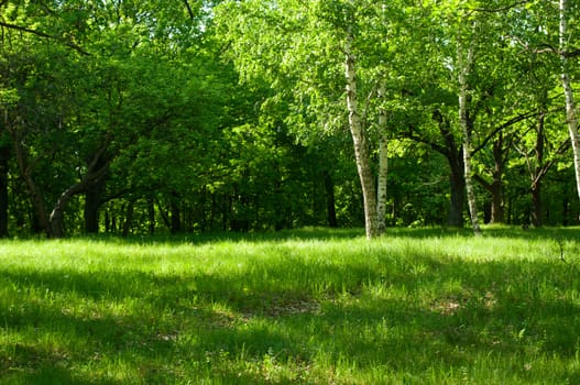 Sunny morning at summer forest