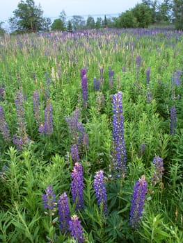 Beautiful lupine flowers grow along the shoreline of Lake Superior in northern Michigan.