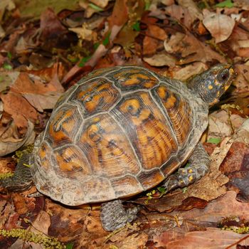 Box Turtle (Terrapene carolina) in the woodlands of northern Alabama.