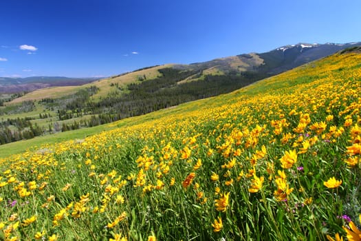 Beautiful yellow wildflowers bloom across a hillside at Yellowstone National Park.