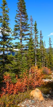 Canadian forest scenery along a trail in Jasper National Park of Alberta.