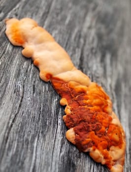 orange colored fungus on wood