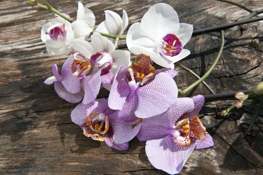 A branch of orchids on a wooden board