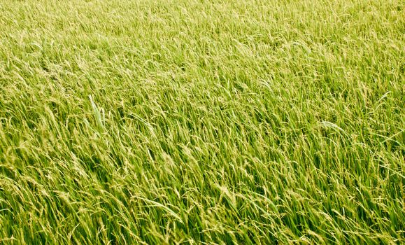 paddy field in thailand