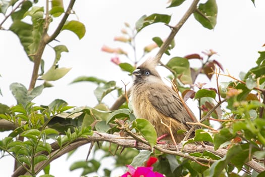 A beautiful long tailed Speckled Mousebird sitting on a thin twig