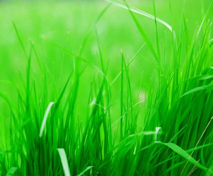 Green fresh blades of grass on a background of the blurred vegetation