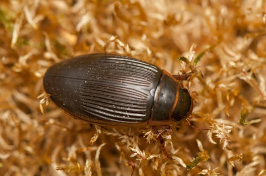 Dytiscus marginalis