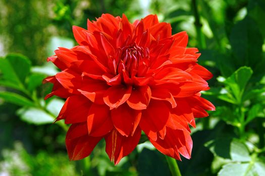 Beautiful red flower against green vegetation