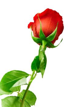scarlet flowering rose with a bright green foliage on a white background