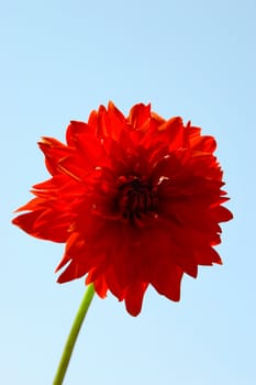 Red petals of the big flower on a background of clear sky