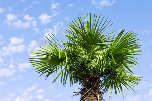 trunk and leaves of palm tree on a background of cloudy sky
