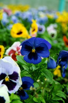 Multi-coloured bright pansies on a bed with a green grass