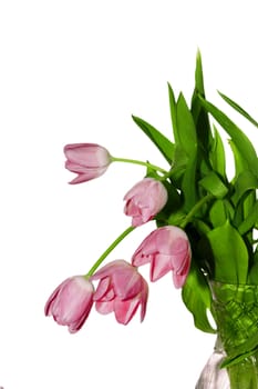 fresh red tulips on a white background