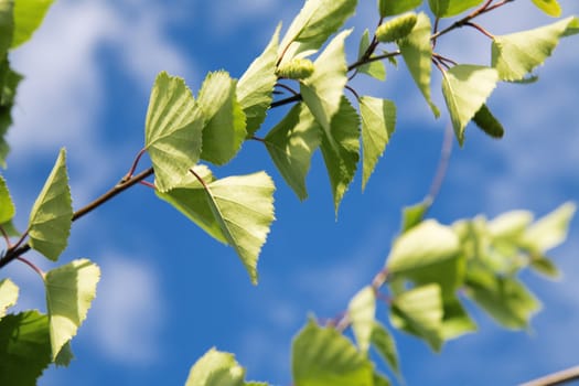 green leaves of young birch on a background blue sky