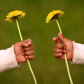 child hand holding a dandelion
