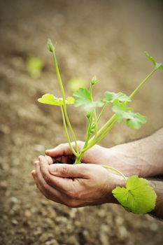 man's hands holding new growth